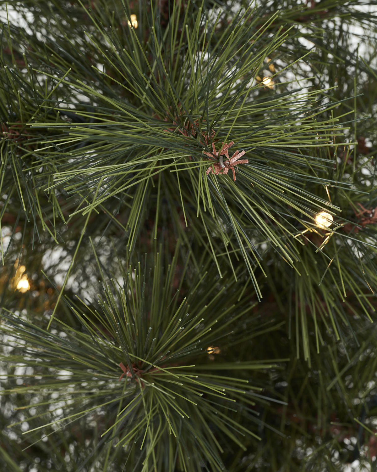 Jólatré Pinus - 2 stærðir